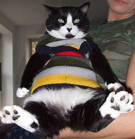 Cat Sweater